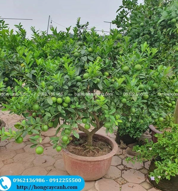 Cây Chanh Tứ Quý xanh khỏe, lá dày và quả nổi rõ mang dáng vẻ hài hòa trong nhóm cây có múi trồng cảnh