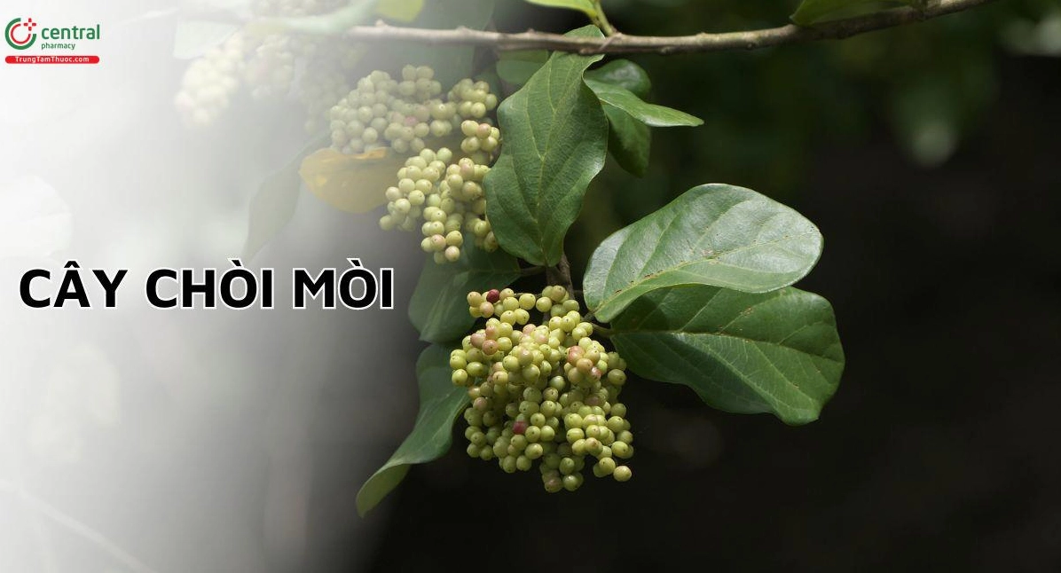 Cây Chòi mòi Antidesma ghaesembilla hiện lên với tán lá xanh tự nhiên và dáng mộc của cây rừng