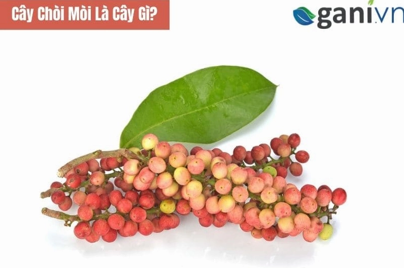 Cây Chòi mòi là cây gì được minh họa bằng hình ảnh cây xanh tán lá tự nhiên