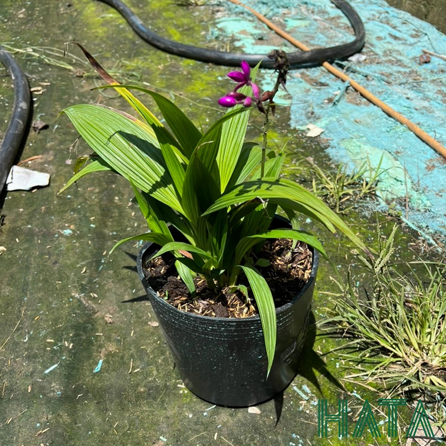 Cây Chu Đinh Lan xanh tốt trong phối cảnh tiểu cảnh sân vườn