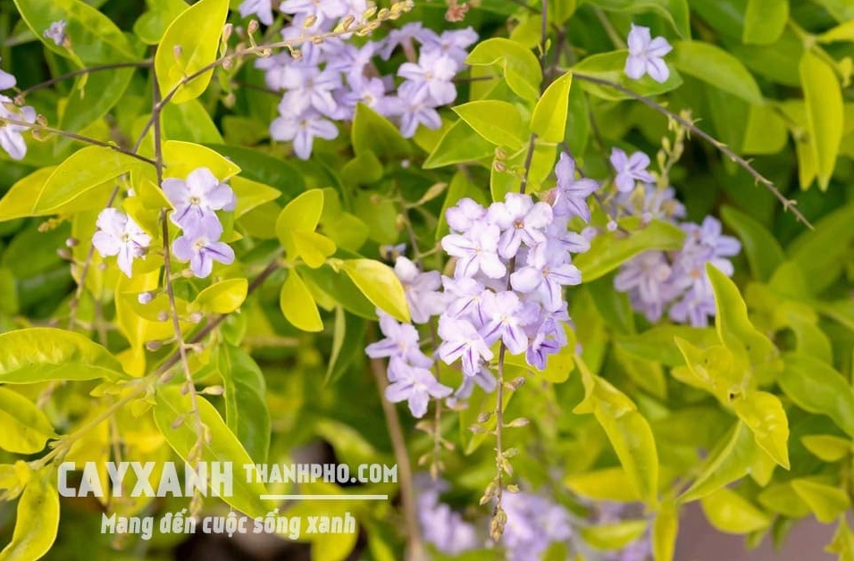 Cây Chuỗi ngọc xanh tươi với tán lá nhỏ mọc dày tạo thành bụi cảnh mềm mại