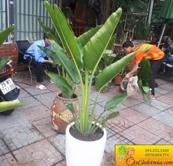 Cây Chuối Rẻ Quạt cảnh có tán lá xòe rõ, phù hợp trang trí sân vườn và tiểu cảnh biệt thự