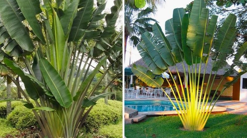 Cây Chuối Rẻ Quạt dễ chăm sóc phát triển ổn định với lá thẳng khỏe và thân đứng vững vàng