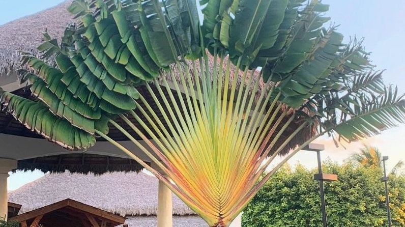 Cây Chuối Rẻ Quạt đẹp mắt với tán lá xanh đều và bố cục cân xứng trong khuôn viên thoáng đãng
