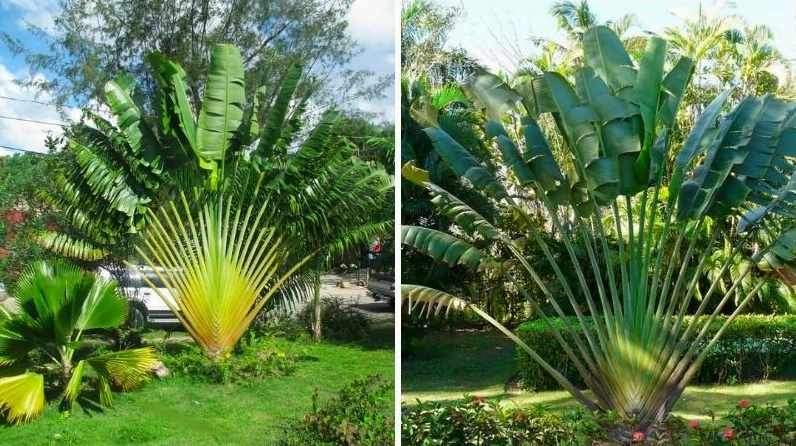 Cây Chuối Rẻ Quạt xanh mát với tầng lá khỏe khoắn, mang hơi thở nhiệt đới vào không gian sống