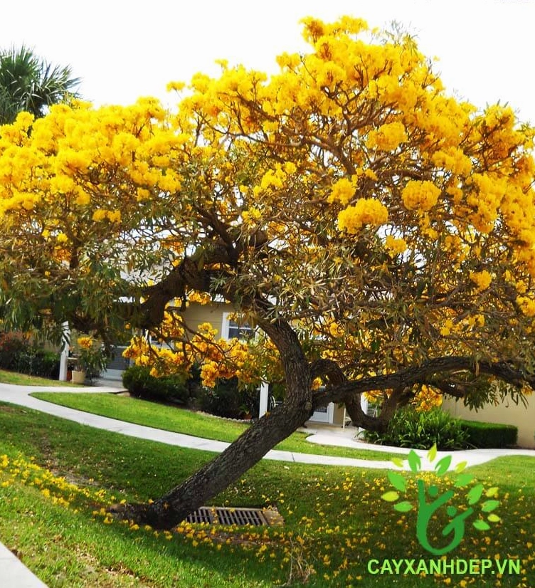 Cây Chuông Vàng khoe sắc vàng rực rỡ giữa không gian ngoài trời tràn nắng