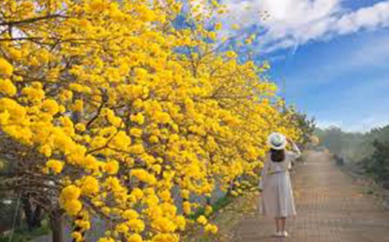 Cây chuông vàng với sắc hoa nổi bật trong chủ đề cây phong thủy