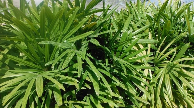 Cây cọ có lá xẻ khá đẹp mắt với sắc xanh tươi và dáng lá xòe mềm dưới ánh sáng tự nhiên