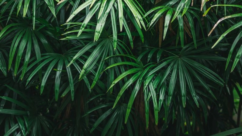 Cây Cọ có tên khoa học Rhapis Excelsa với dáng thân thẳng và tán lá thanh nhã