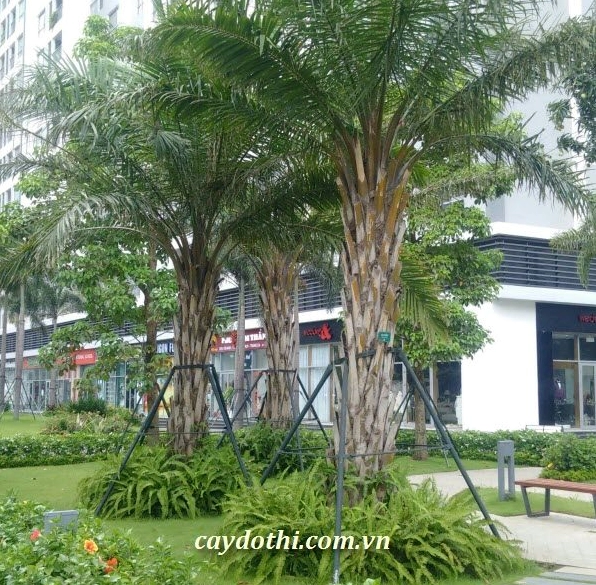 Cây Cọ Dầu Cảnh với tán lá xanh xòe tròn nổi bật trong khung hình cận cảnh