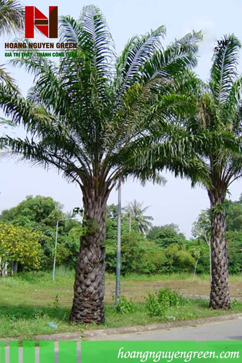 Cây Cọ Dầu trưởng thành với thân đứng thẳng và lá xanh đậm xòe đều