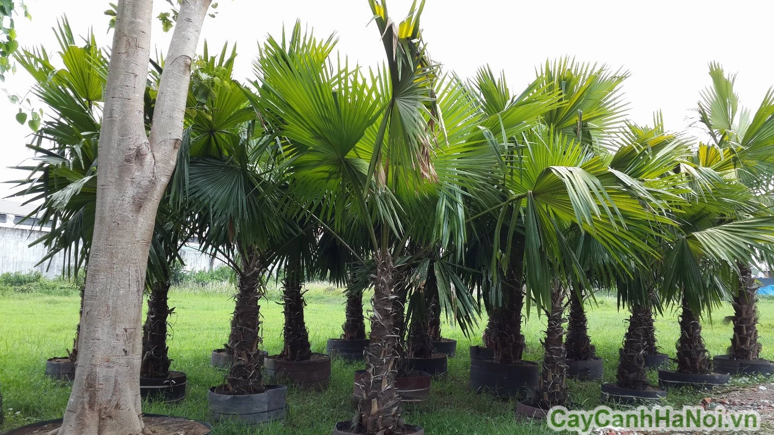 Cây cọ dầu xanh tươi vươn cao với tán lá rộng trong không gian sân vườn