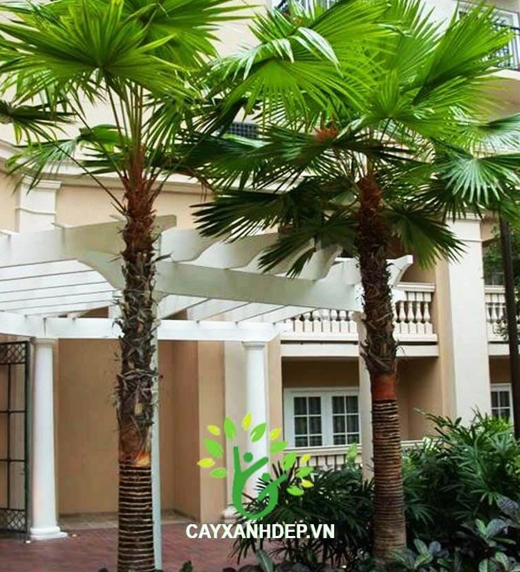 Cây Cọ Đỏ và Cọ Pháp với tán lá xòe lớn tạo hậu cảnh đẹp cho các mảng trồng Gấm Nhung phía trước