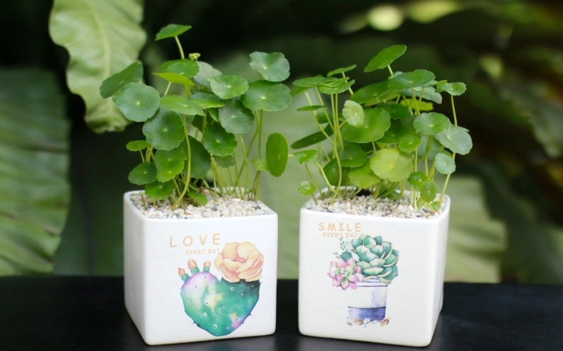 Cây cỏ đồng tiền cỡ vừa xanh rì với tán lá dày vừa phải tạo cảm giác tròn đầy dễ chịu