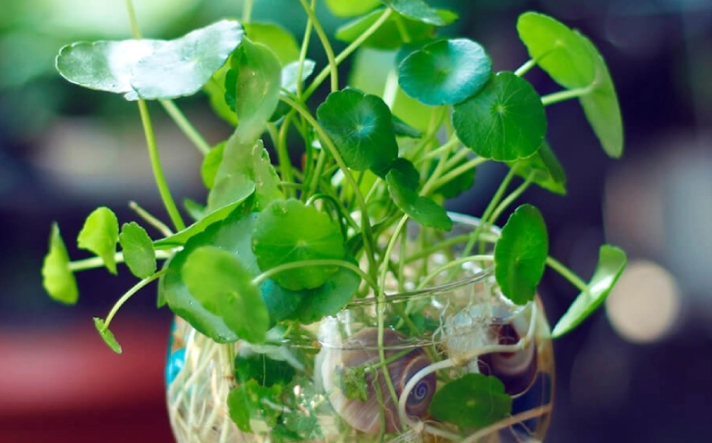 Cây cỏ đồng tiền thủy sinh tươi tốt với lá tròn như chiếc ô nhỏ vươn trên mặt nước