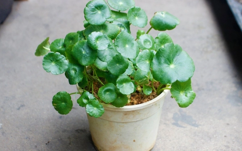 Cây cỏ đồng tiền trong chậu nhỏ với tán lá xanh mịn xếp đều đầy sức sống