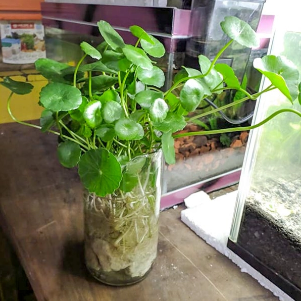 Cây cỏ đồng tiền trồng trong nước với cụm lá sen nhỏ xanh tươi tạo điểm nhấn cho bàn làm việc