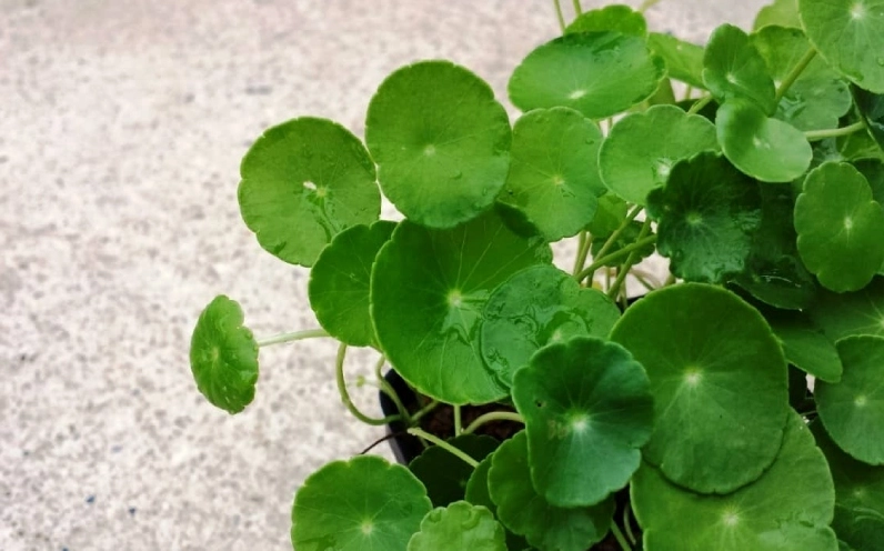 Cây cỏ đồng tiền xanh non vươn đều, mang vẻ đẹp thanh sạch và yên bình trong góc nhỏ