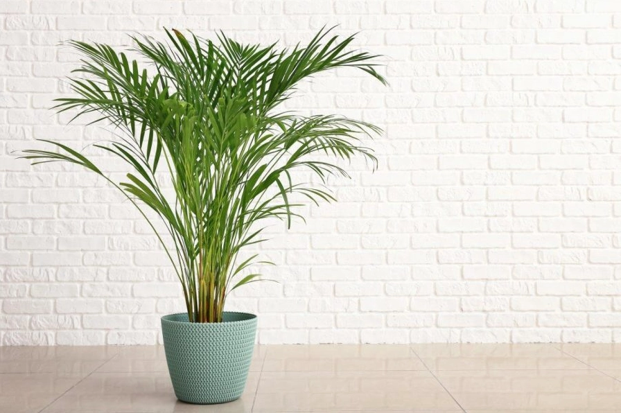 Cây Cọ Lá Tre tươi tốt với tán lá xòe đều, gợi vẻ trong lành của một góc nhà xanh