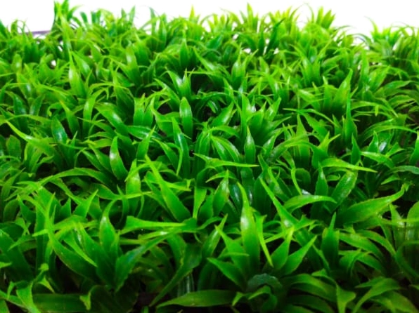 Cây cọ lá tre với tán lá mảnh dài vươn lên trong ánh sáng tự nhiên dịu nhẹ