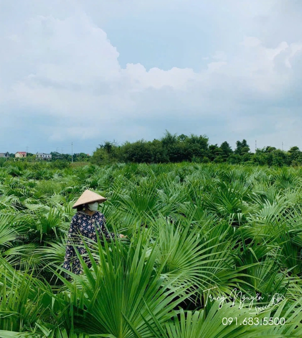 Cây Cọ lá xẻ với tán lá lớn xòe rộng, gợi cảm giác nhiệt đới và che bóng mát trong không gian vườn