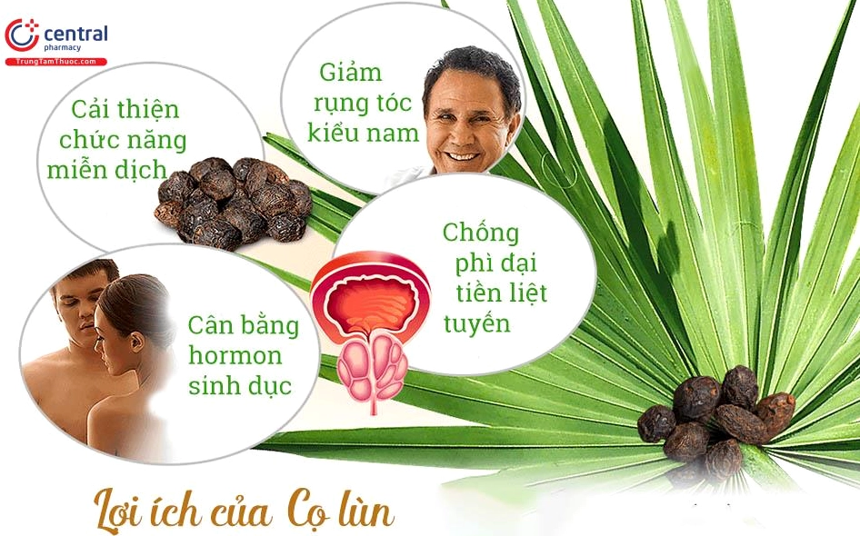 Cây Cọ Lùn với tán lá xòe đều và hình thái đặc trưng được dùng minh họa cho công dụng của loài cây