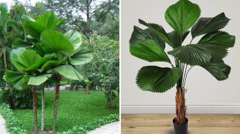 Cây cọ Nhật tượng trưng cho sự giàu sang tài lộc với dáng lá xòe rộng đẹp sang