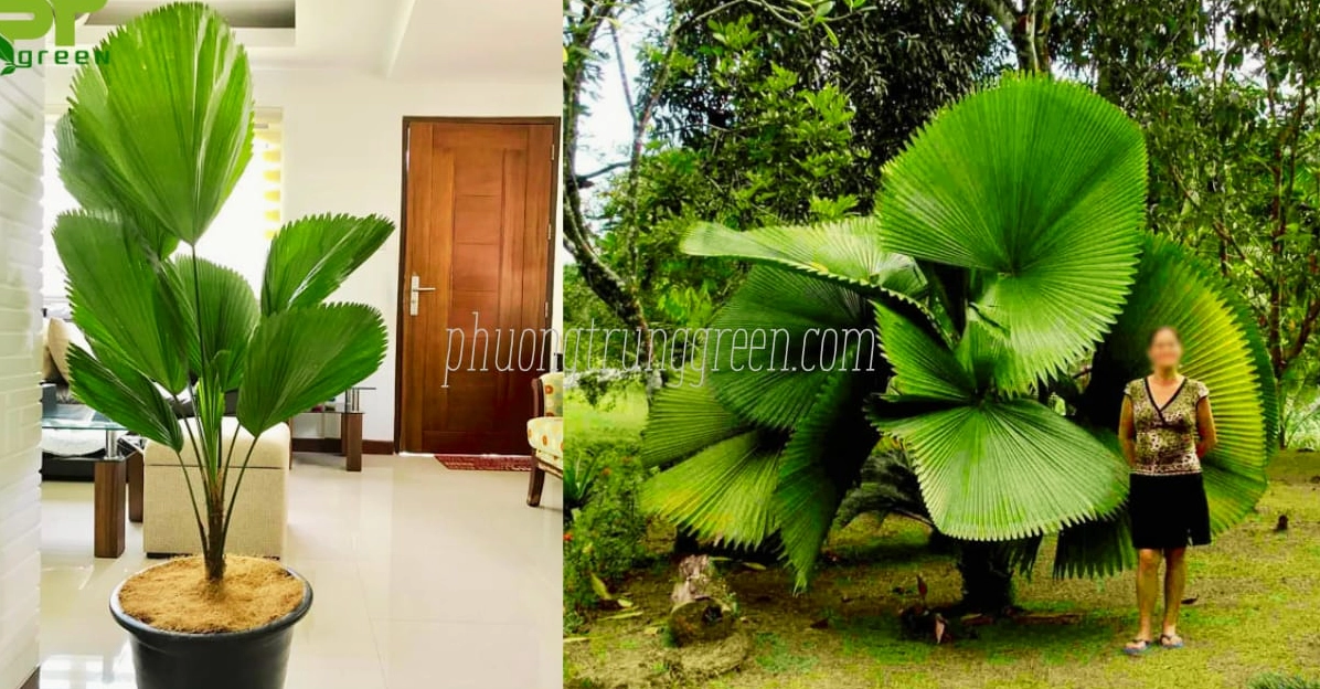 Cây Cọ Nhật xanh khỏe trong ảnh minh họa tác dụng trang trí và làm dịu không gian sống