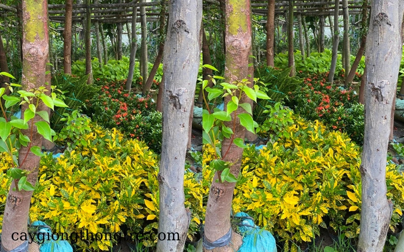 Cây Cô Tòng Lá Đốm thuộc nhóm cây lá màu cảnh quan với tán lá sáng nổi bật ngoài trời