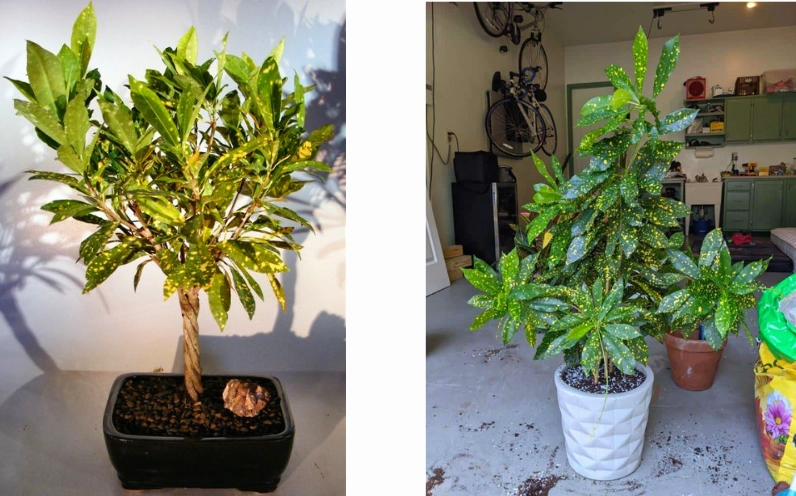 Cây Cô Tòng Lá Đốm trồng trong chậu nổi bật với sắc lá loang vàng xanh ở không gian sân vườn