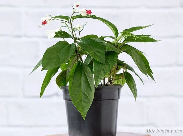 Cây con Hoa ngọc nữ sau khi nhân giống thành công, xanh khỏe và sẵn sàng phát triển
