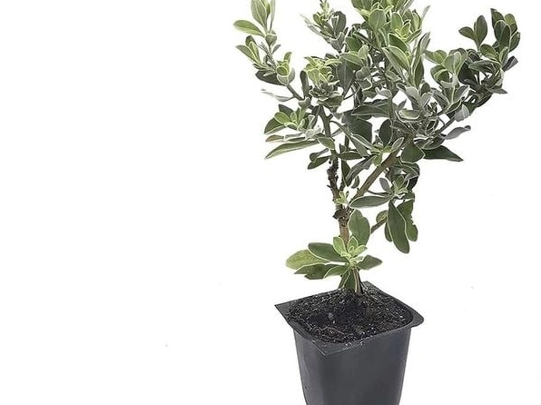 Cây con Hoa Tuyết Sơn sau khi nhân giống bắt đầu cho những bông hoa đầu tiên