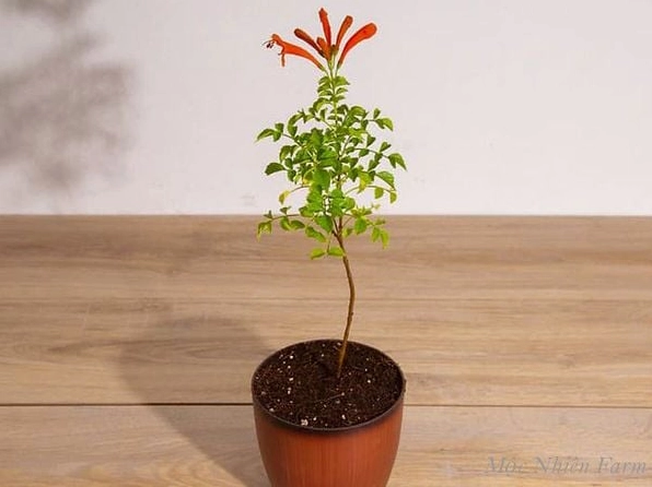Cây con Rạng đông sau khi nhân giống thành công có lá xanh non khỏe mạnh