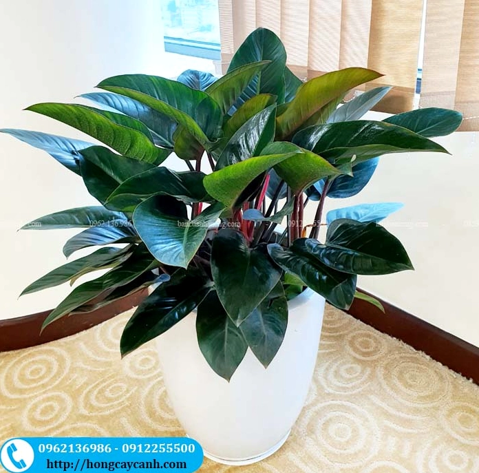 Cây đại đế vương màu đỏ với lá bầu dục lớn ánh đỏ nổi bật trên nền sáng