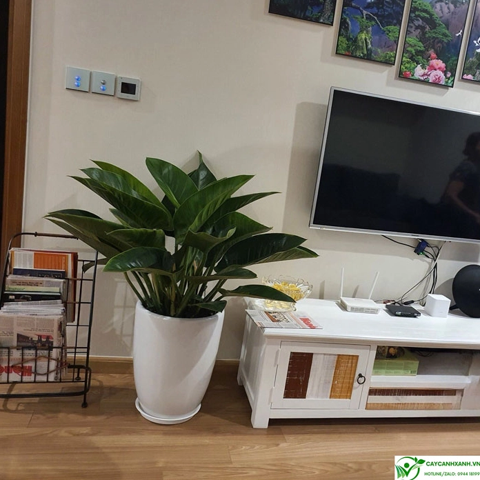 Cây Đại Đế Vương Xanh đặt trong phòng khách với lá lớn xanh mát tạo điểm nhấn sang trọng cho nội thất