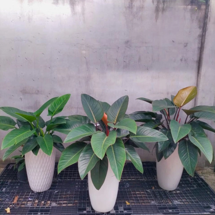 Cây Đại Đế Vương Xanh đẹp với dáng lá khỏe khoắn gợi liên tưởng đến nguồn gốc và vẻ uy nghi của loài cây