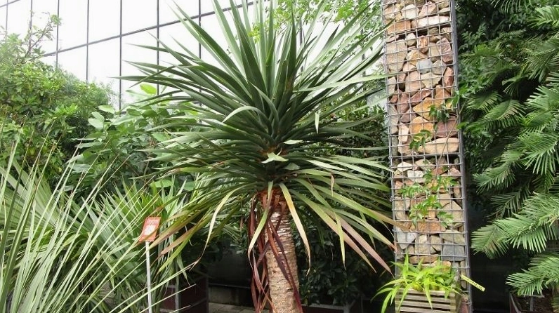 Cây Đại Lộc trong khung cảnh gợi ý ý nghĩa phong thủy với sắc lá xanh đậm tượng trưng cho may mắn và tài lộc