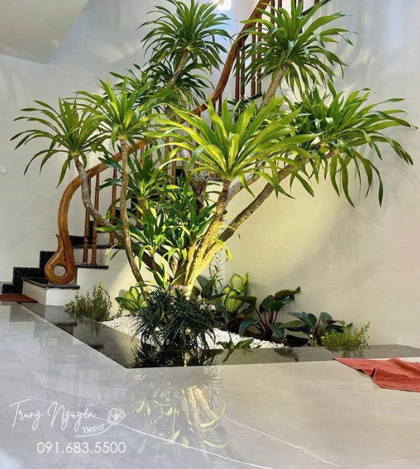 Cây Đại Lộc xanh tốt với dáng lá đẹp, thường được dùng tạo điểm nhấn phong thủy trong sân vườn