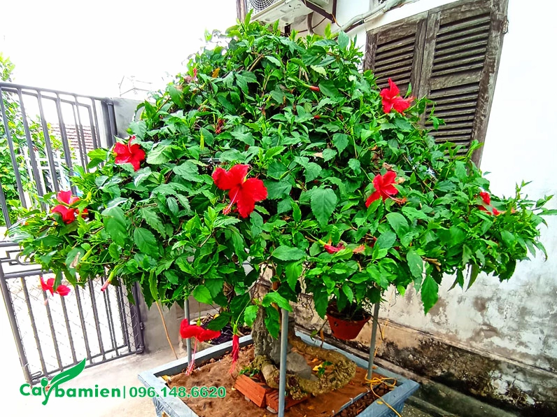 Cây Dâm Bụt bonsai trồng trong chậu cảnh đặt trước nhà với tán gọn và dáng thanh thoát