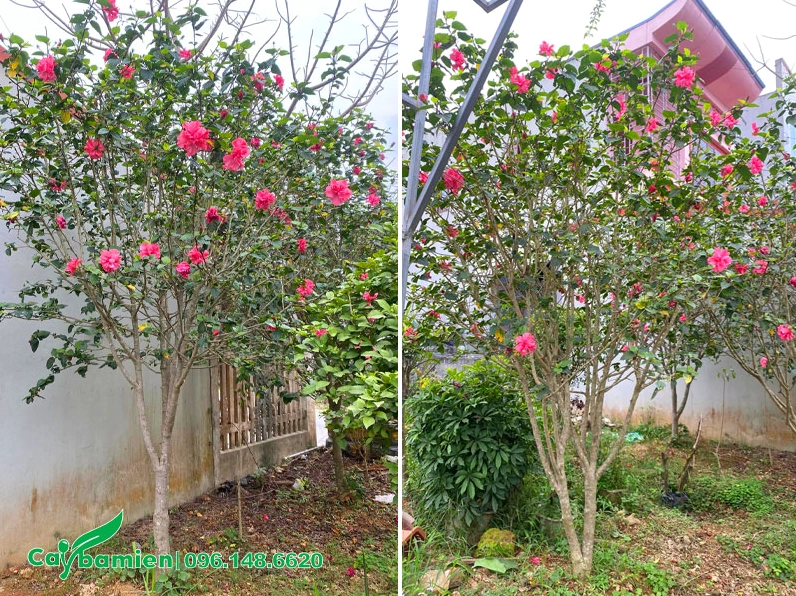 Cây Dâm Bụt cổ thụ có gốc đường kính khoảng 7 đến 9 centimet mang dáng vẻ già dặn