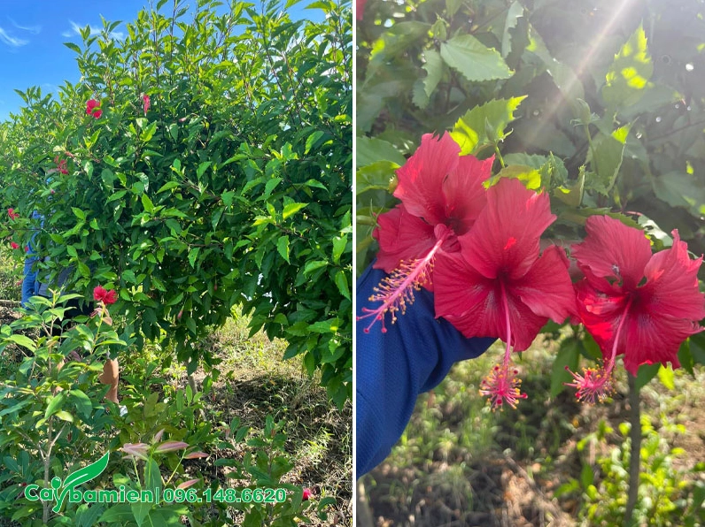 Cây Dâm Bụt đỏ cao hơn 2 mét vươn tán xanh tươi và nở hoa nổi bật trong không gian vườn