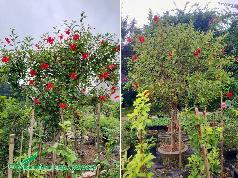 Cây Dâm Bụt đỏ lâu năm được trồng trong chậu cảnh với vẻ đẹp bền bỉ và trang nhã