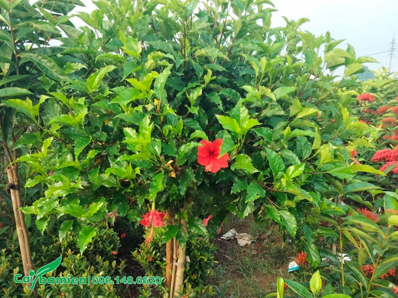 Cây Dâm Bụt đỏ thân mộc cao khoảng 1 mét nổi bật với tán lá gọn và sắc hoa tươi