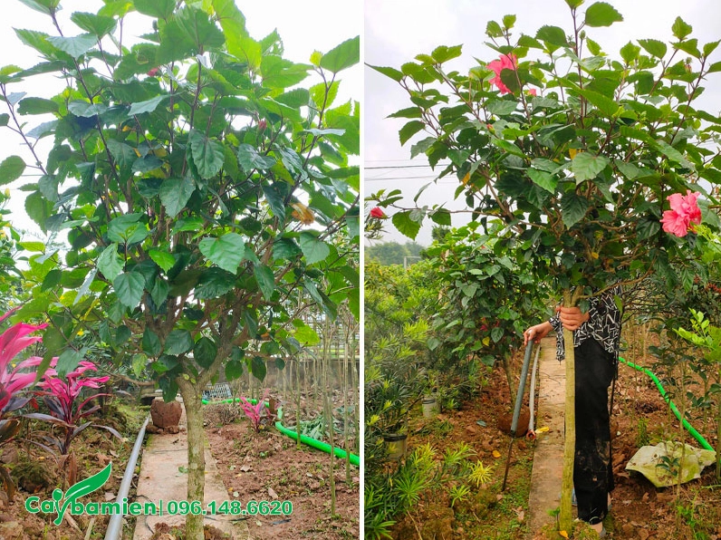 Cây Dâm Bụt được trồng trong bầu từ nhỏ cao gần 2 mét với thân vững và tán lá cân đối