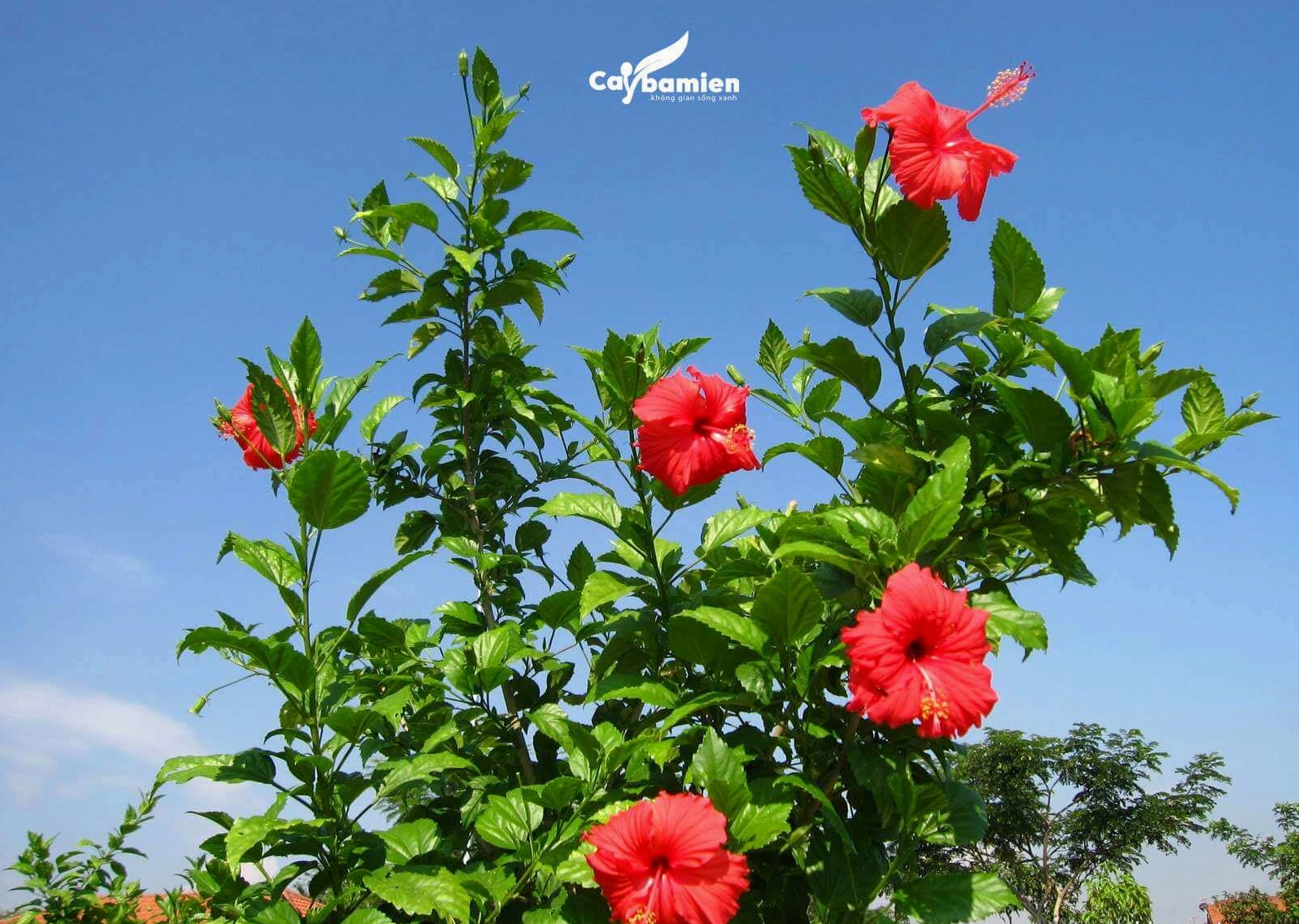 Cây Dâm Bụt hoa đỏ nở nổi bật trên nền lá xanh cho cảm giác gần gũi và tươi sáng