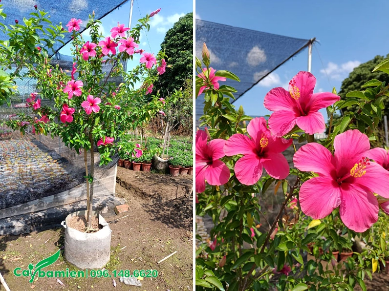 Cây Dâm Bụt thân mộc cao hơn 1 mét rưỡi thoát thân 60 centimet với thế đứng thanh thoát