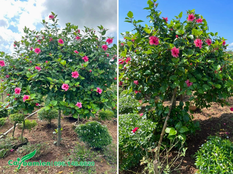 Cây Dâm Bụt thân mộc dạng tree nở hoa kép màu hồng phấn mềm mại và thanh nhã