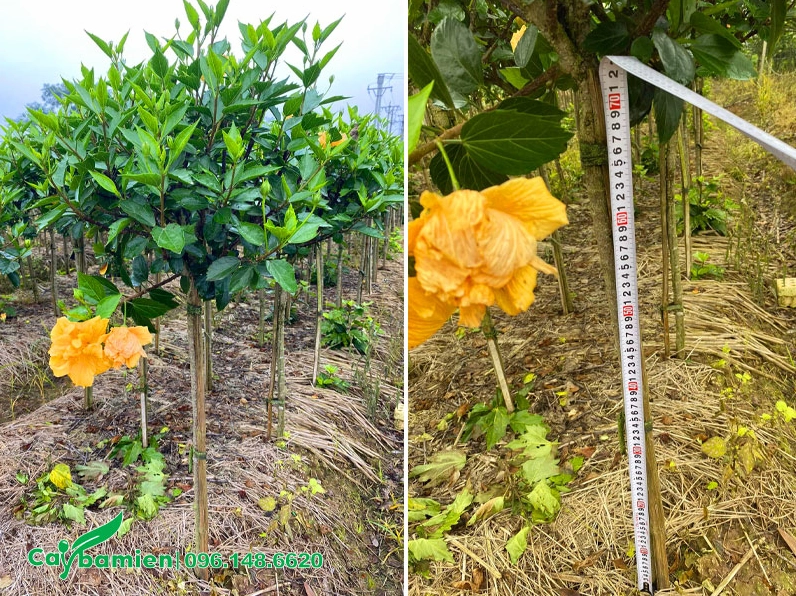 Cây Dâm Bụt vàng thoát thân hơn 70 centimet nổi bật với tán lá xanh và sắc hoa tươi sáng