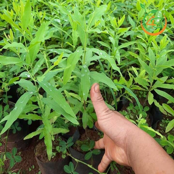 Cây Đàn hương với hình dáng xanh tốt và sức hút đặc biệt của một loài cây được nhiều người quan tâm