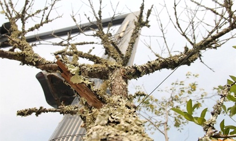 Cây Đào ngày Tết nở hoa hồng tươi trên tán cành tự nhiên giàu sức sống